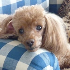 Meet your Posher, Joan